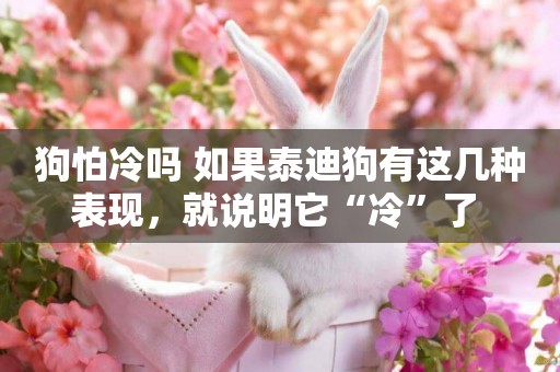 狗怕冷嗎 如果泰迪狗有這幾種表現，就說明它“冷”了 