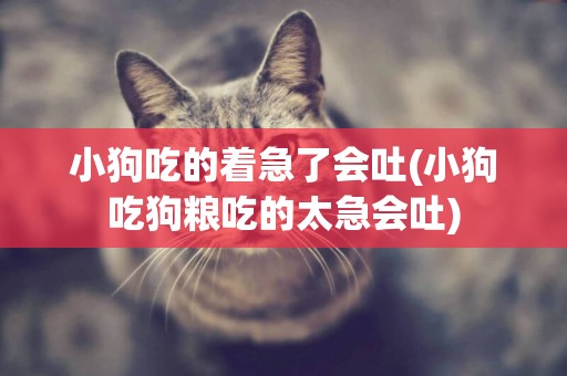 小狗吃的著急了會吐(小狗吃狗糧吃的太急會吐)