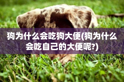 狗為什么會吃狗大便(狗為什么會吃自己的大便呢?)