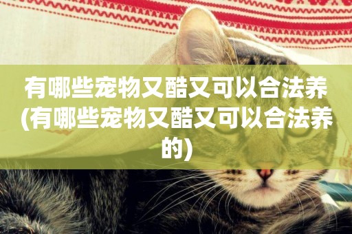 有哪些寵物又酷又可以合法養(有哪些寵物又酷又可以合法養的)