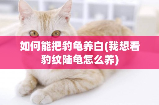 如何能把豹龜養白(我想看豹紋陸龜怎么養)