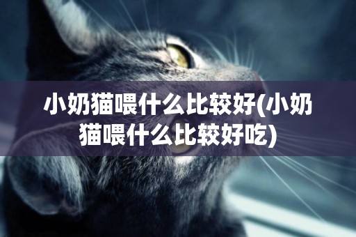 小奶貓喂什么比較好(小奶貓喂什么比較好吃)