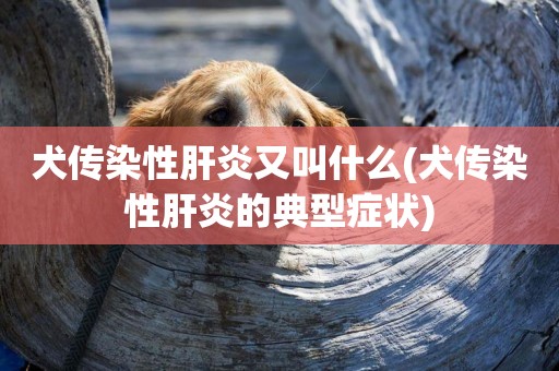 犬傳染性肝炎又叫什么(犬傳染性肝炎的典型癥狀)