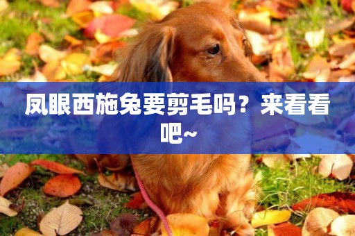 鳳眼西施兔要剪毛嗎？來看看吧~