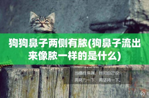 狗狗鼻子兩側有膿(狗鼻子流出來像膿一樣的是什么)