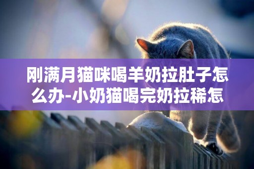 剛滿月貓咪喝羊奶拉肚子怎么辦-小奶貓喝完奶拉稀怎么辦
