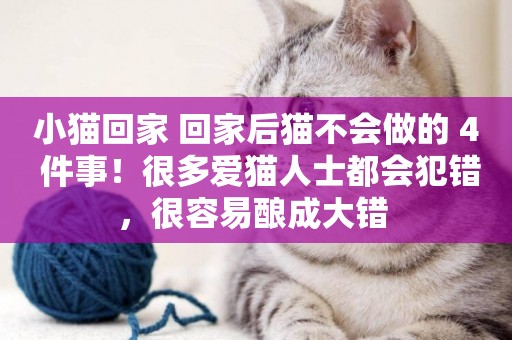 小貓回家 回家后貓不會做的 4 件事！很多愛貓人士都會犯錯，很容易釀成大錯 