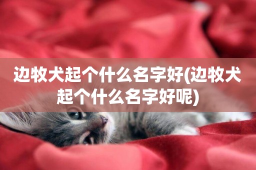 邊牧犬起個什么名字好(邊牧犬起個什么名字好呢)