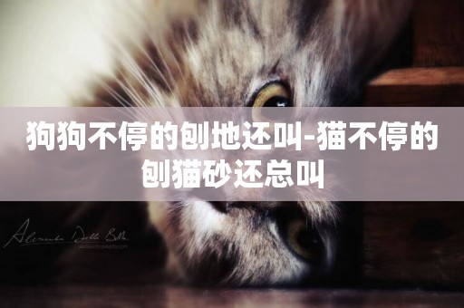 狗狗不停的刨地還叫-貓不停的刨貓砂還總叫