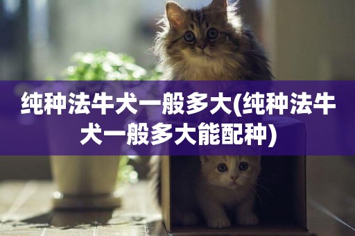 純種法牛犬一般多大(純種法牛犬一般多大能配種)