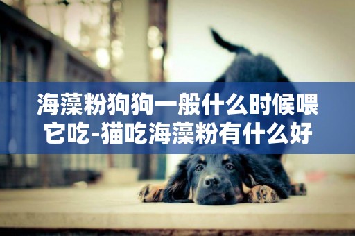 海藻粉狗狗一般什么時候喂它吃-貓吃海藻粉有什么好處