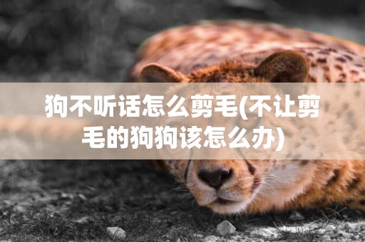 狗不聽話怎么剪毛(不讓剪毛的狗狗該怎么辦)