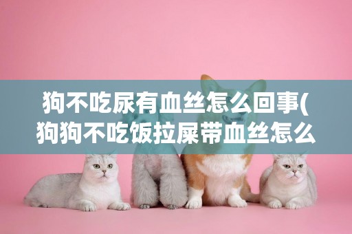 狗不吃尿有血絲怎么回事(狗狗不吃飯拉屎帶血絲怎么回事)