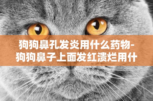 狗狗鼻孔發炎用什么藥物-狗狗鼻子上面發紅潰爛用什么藥