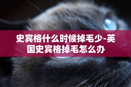 史賓格什么時候掉毛少-英國史賓格掉毛怎么辦