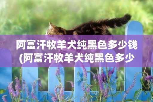 阿富汗牧羊犬純黑色多少錢(阿富汗牧羊犬純黑色多少錢一條)
