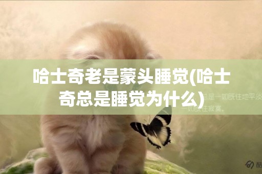 哈士奇老是蒙頭睡覺(哈士奇總是睡覺為什么)