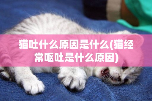 貓吐什么原因是什么(貓經常嘔吐是什么原因)