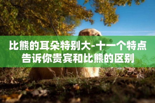 比熊的耳朵特別大-十一個特點告訴你貴賓和比熊的區別