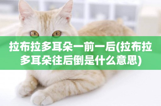 拉布拉多耳朵一前一后(拉布拉多耳朵往后倒是什么意思)