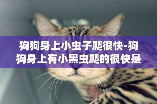 狗狗身上小蟲子爬很快-狗狗身上有小黑蟲爬的很快是什么蟲