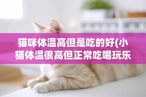 貓咪體溫高但是吃的好(小貓體溫很高但正常吃喝玩樂)