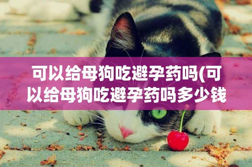 可以給母狗吃避孕藥嗎(可以給母狗吃避孕藥嗎多少錢)