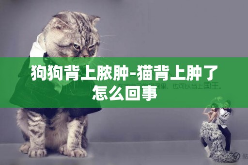 狗狗背上膿腫-貓背上腫了怎么回事
