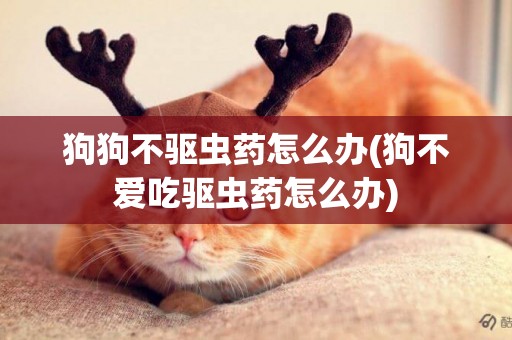 狗狗不驅蟲藥怎么辦(狗不愛吃驅蟲藥怎么辦)