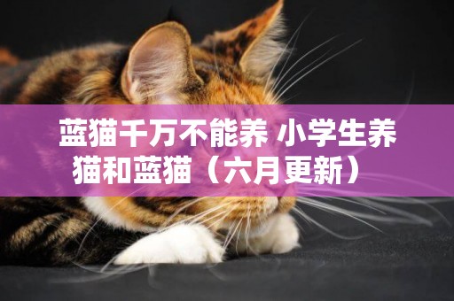 藍貓千萬不能養 小學生養貓和藍貓（六月更新） 