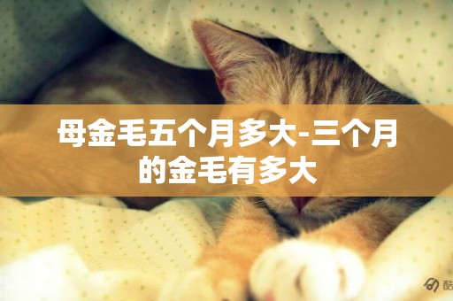 母金毛五個月多大-三個月的金毛有多大