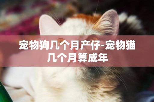 寵物狗幾個月產仔-寵物貓幾個月算成年
