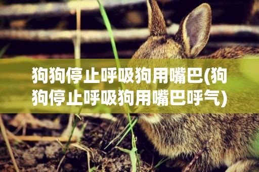 狗狗停止呼吸狗用嘴巴(狗狗停止呼吸狗用嘴巴呼氣)