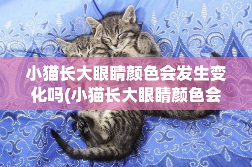 小貓長大眼睛顏色會發生變化嗎(小貓長大眼睛顏色會發生變化嗎為什么)