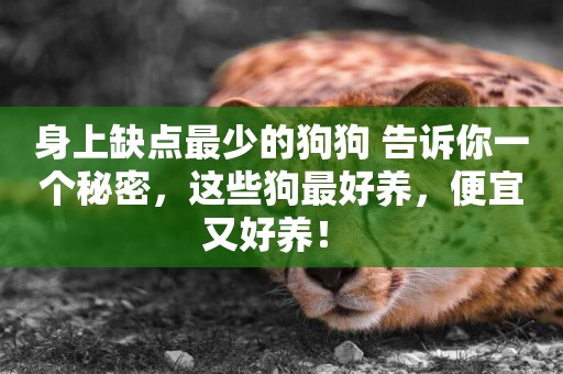 身上缺點最少的狗狗 告訴你一個秘密，這些狗最好養，便宜又好養！ 