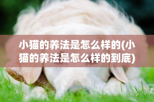 小貓的養法是怎么樣的(小貓的養法是怎么樣的到底)