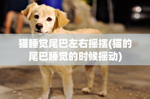 貓睡覺尾巴左右搖擺(貓的尾巴睡覺的時候搖動)