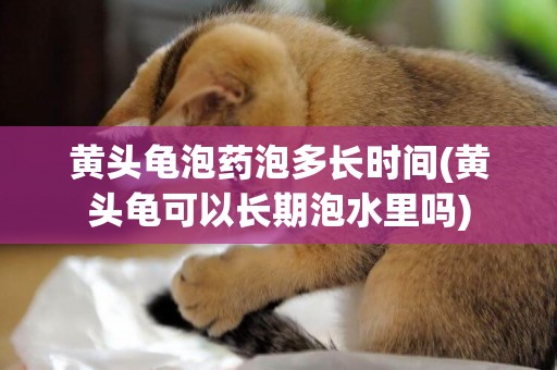黃頭龜泡藥泡多長時間(黃頭龜可以長期泡水里嗎)