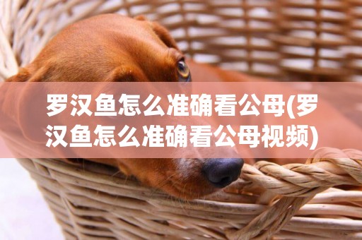 羅漢魚怎么準確看公母(羅漢魚怎么準確看公母視頻)