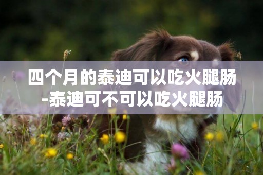 四個月的泰迪可以吃火腿腸-泰迪可不可以吃火腿腸
