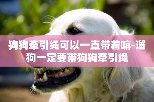 狗狗牽引繩可以一直帶著嘛-遛狗一定要帶狗狗牽引繩