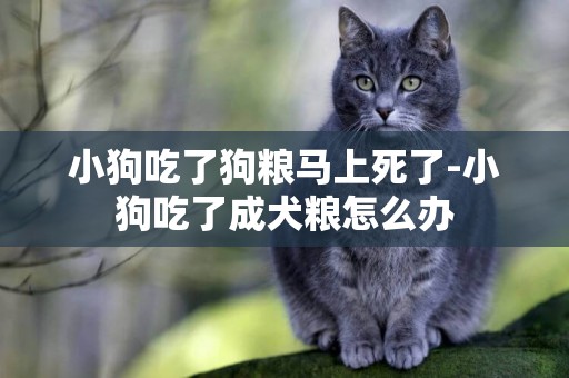 小狗吃了狗糧馬上死了-小狗吃了成犬糧怎么辦