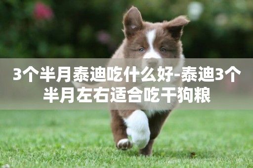 3個半月泰迪吃什么好-泰迪3個半月左右適合吃干狗糧