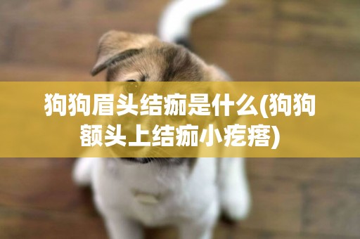 狗狗眉頭結痂是什么(狗狗額頭上結痂小疙瘩)