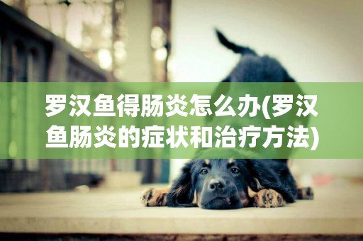 羅漢魚得腸炎怎么辦(羅漢魚腸炎的癥狀和治療方法)