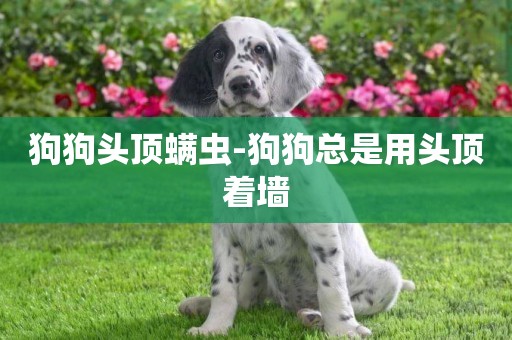 狗狗頭頂螨蟲-狗狗總是用頭頂著墻