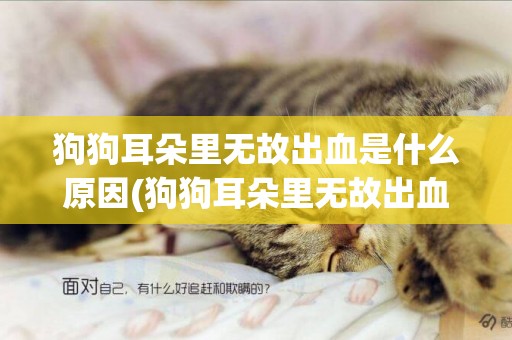 狗狗耳朵里無故出血是什么原因(狗狗耳朵里無故出血是什么原因呢)