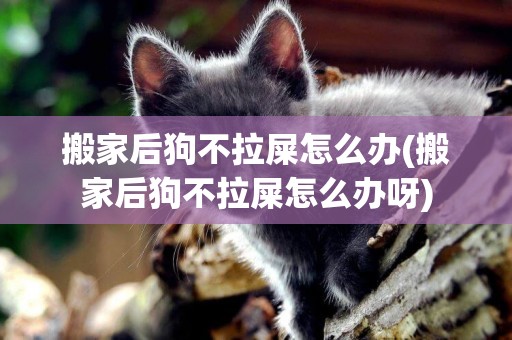 搬家后狗不拉屎怎么辦(搬家后狗不拉屎怎么辦呀)