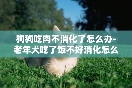 狗狗吃肉不消化了怎么辦-老年犬吃了飯不好消化怎么辦