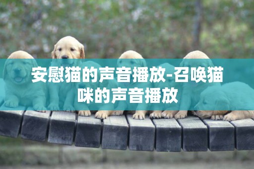 安慰貓的聲音播放-召喚貓咪的聲音播放
